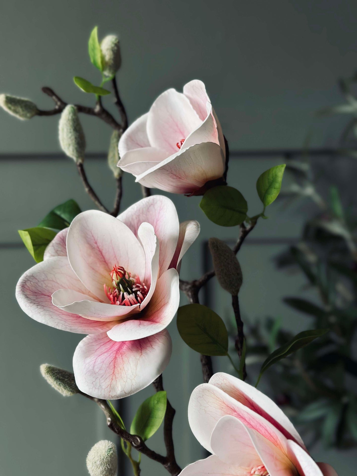 Magnolie - Rosa
