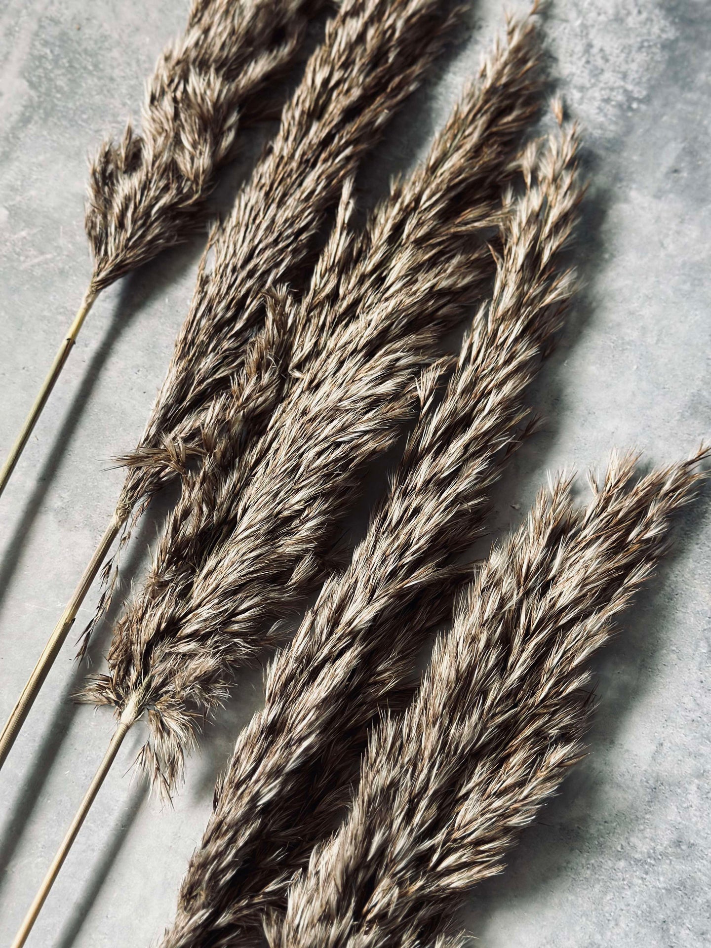 Pampas 5 Stück