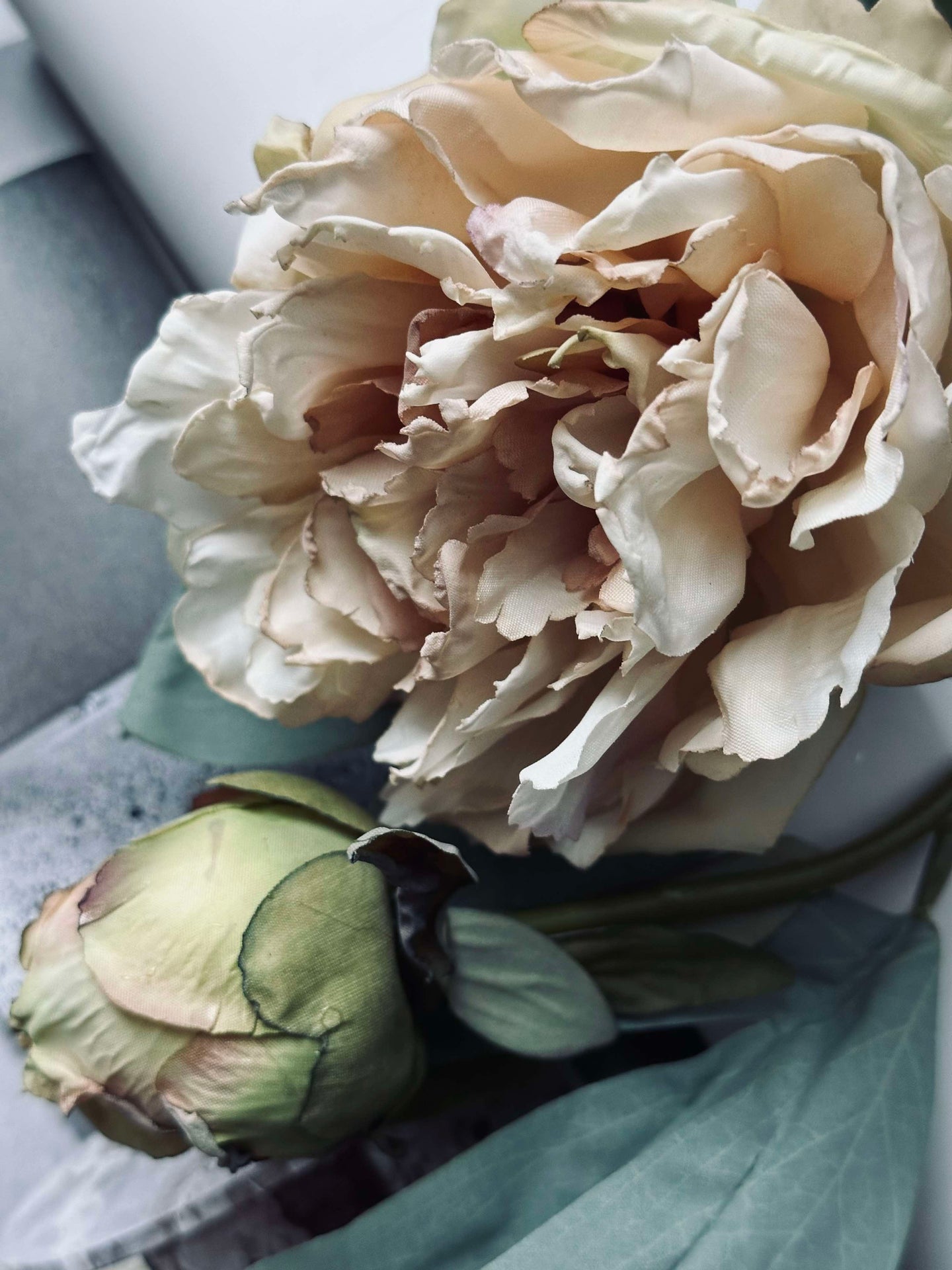 Blume Pfingstrose Creme