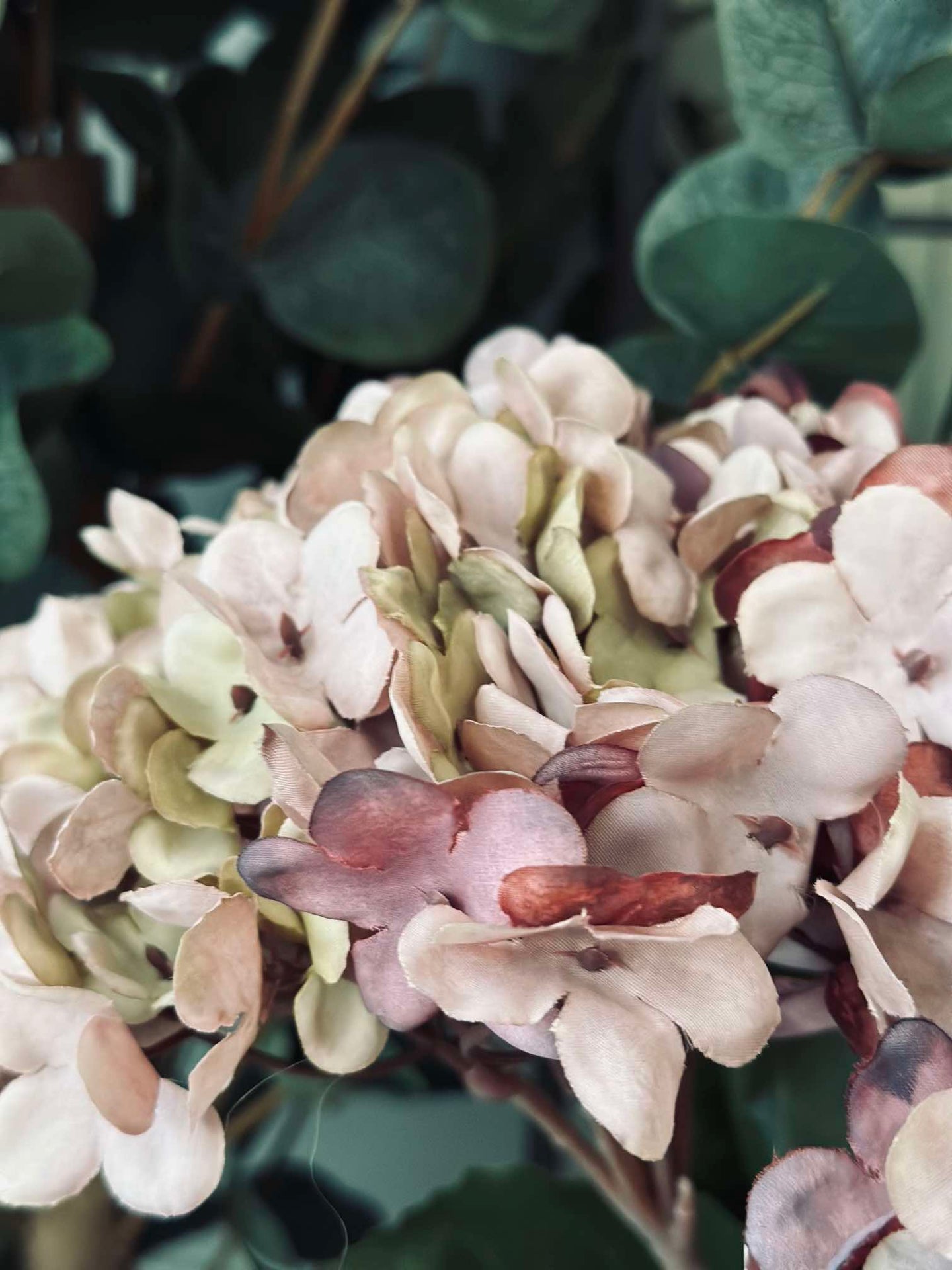 Hortensie Old Rose