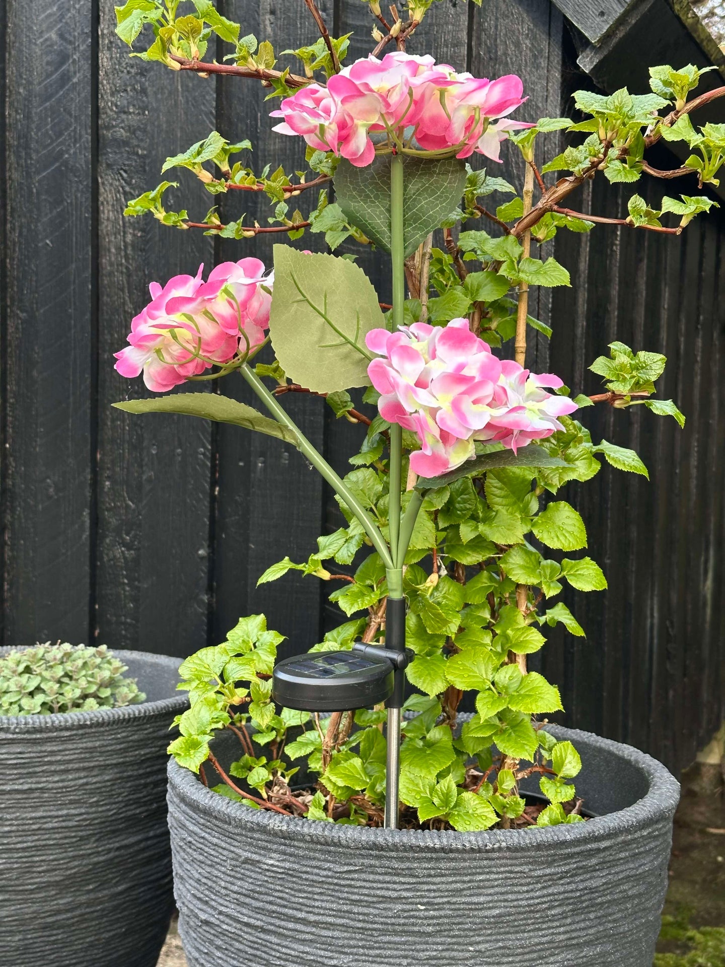 Hortensie mit Solarzellen