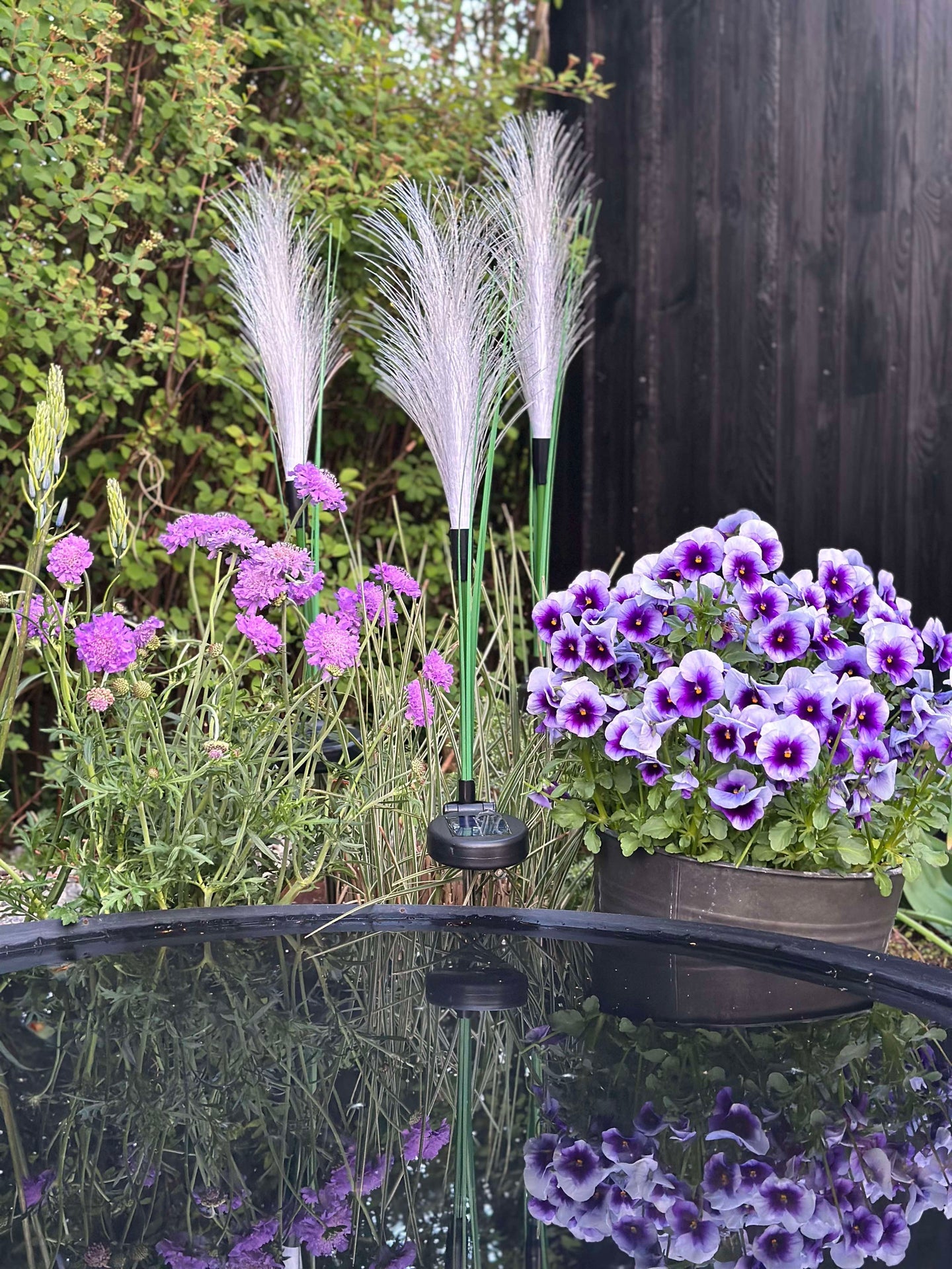 Pampas mit Solar