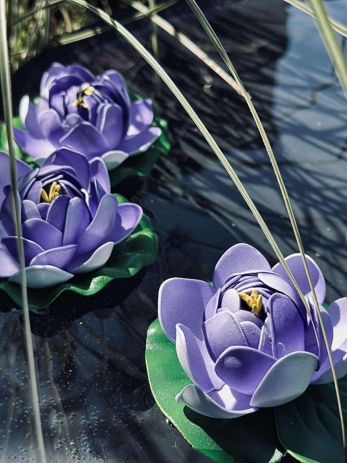 Lotus - Mehrere Farben