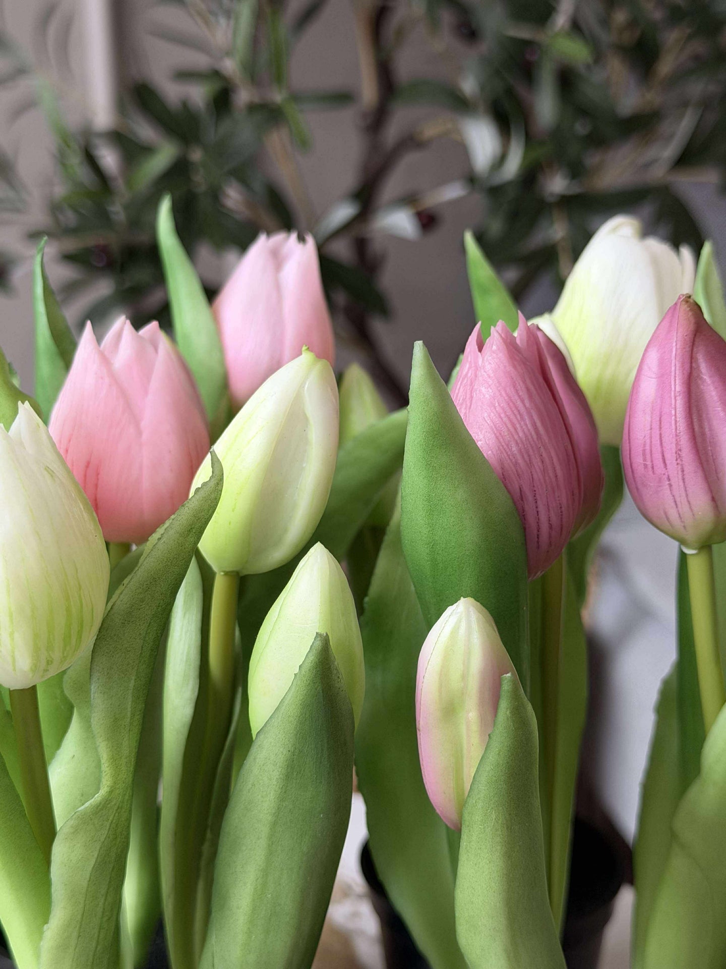 Tulpe im Topf - Weiß med 3 Blüten