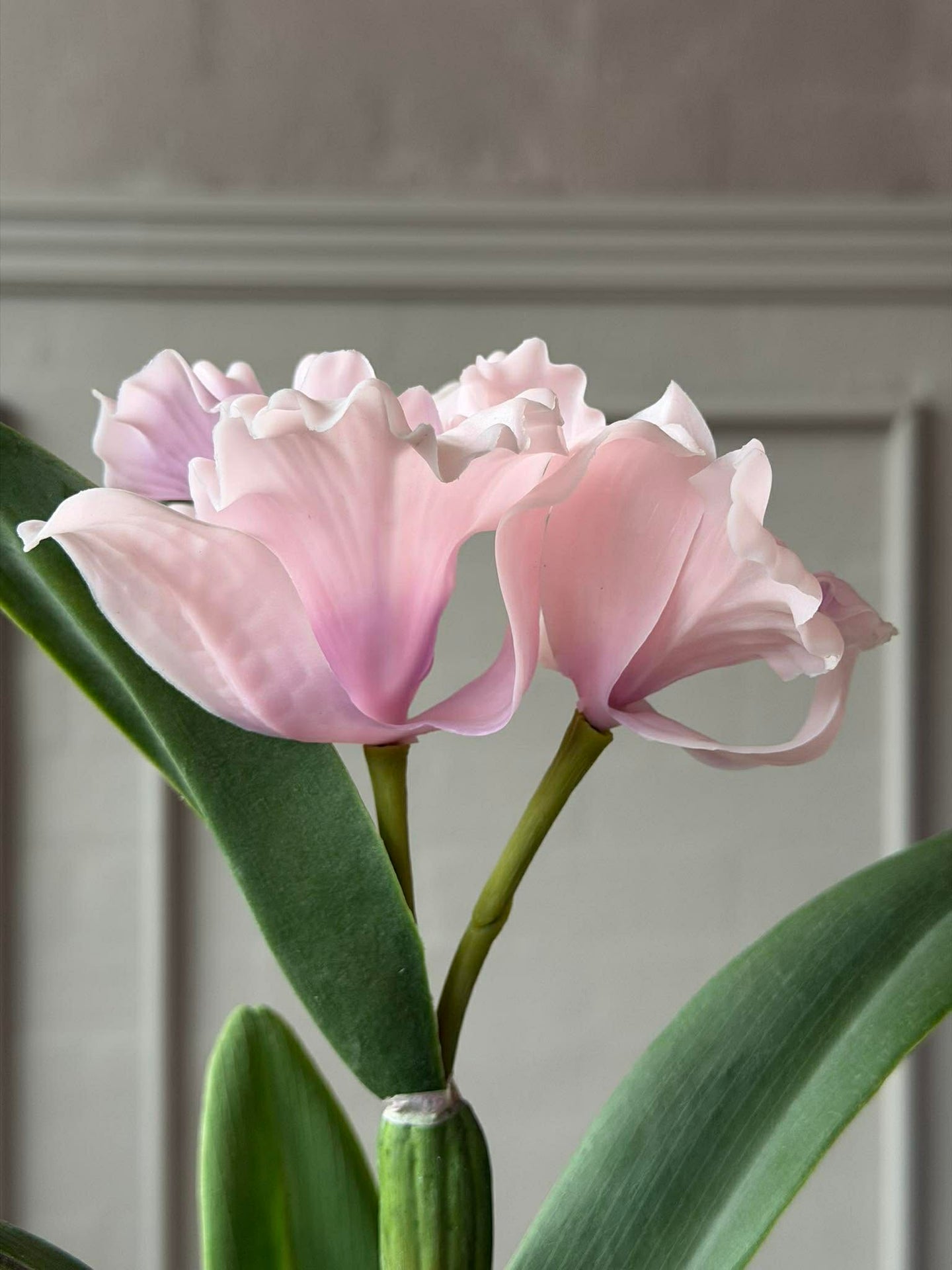 Orchidee im Topf Rosa - Verschiedene Größen