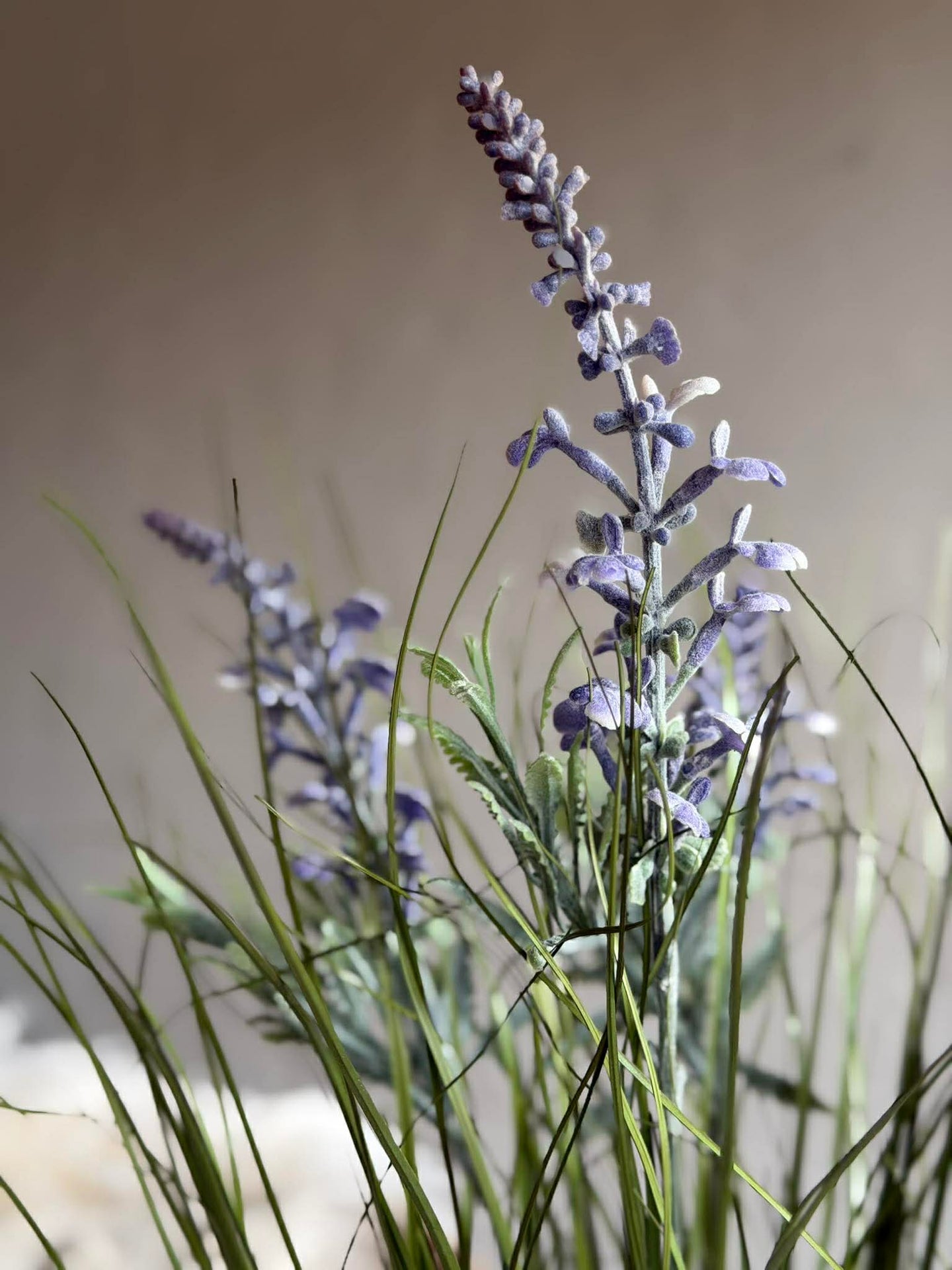 Lavendel im Strauß für drinnen und draußen - 70 cm