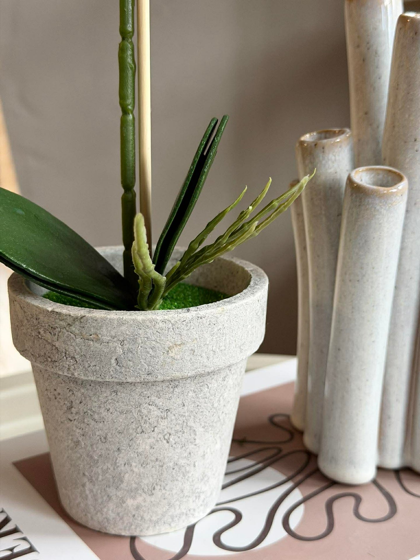 Orchidee im Topf - Mehrere Farben