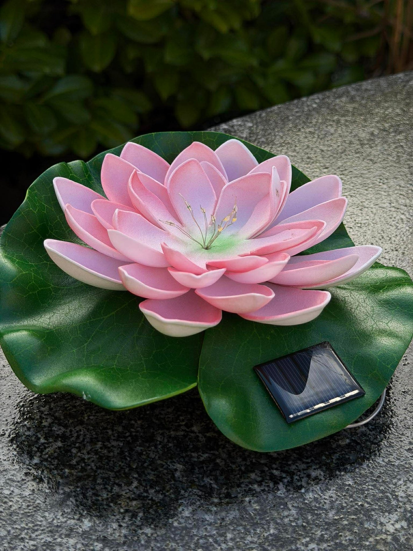 Solar LOTUS – Rosa