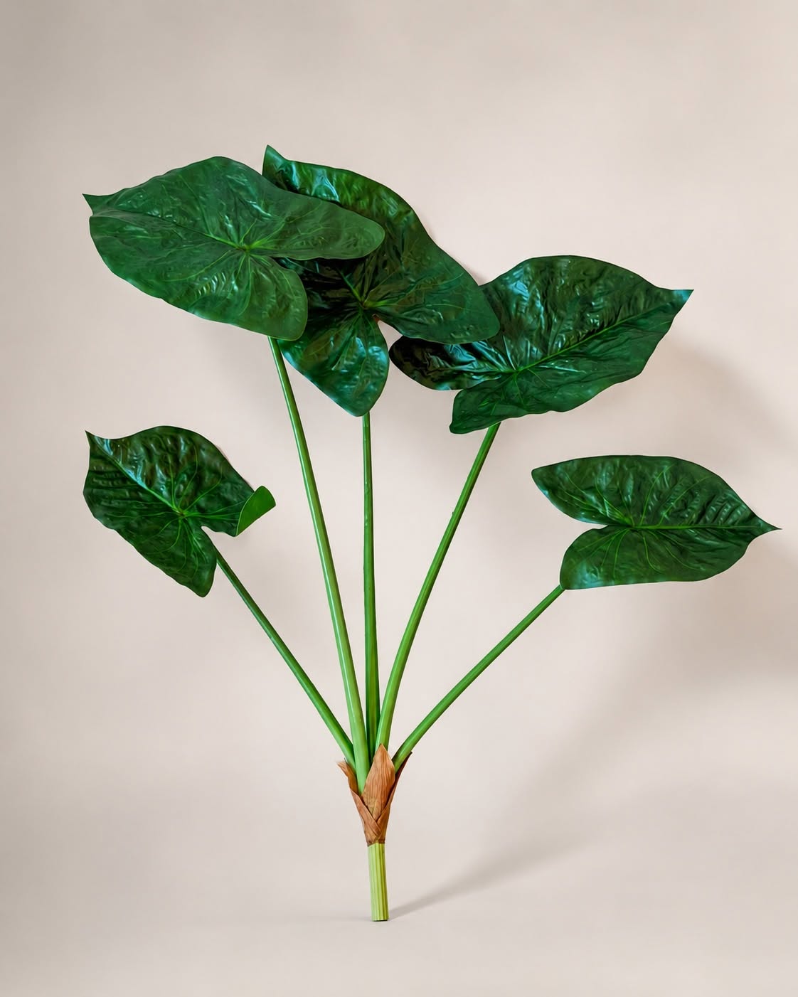 Pflanze Alocasia Big H:79 cm Grün