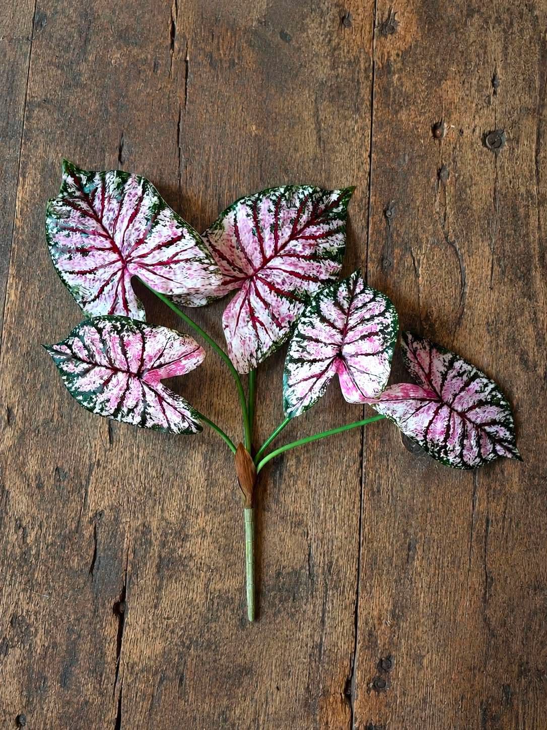 Pflanze Caladium H:67 cm Rosa/Grün
