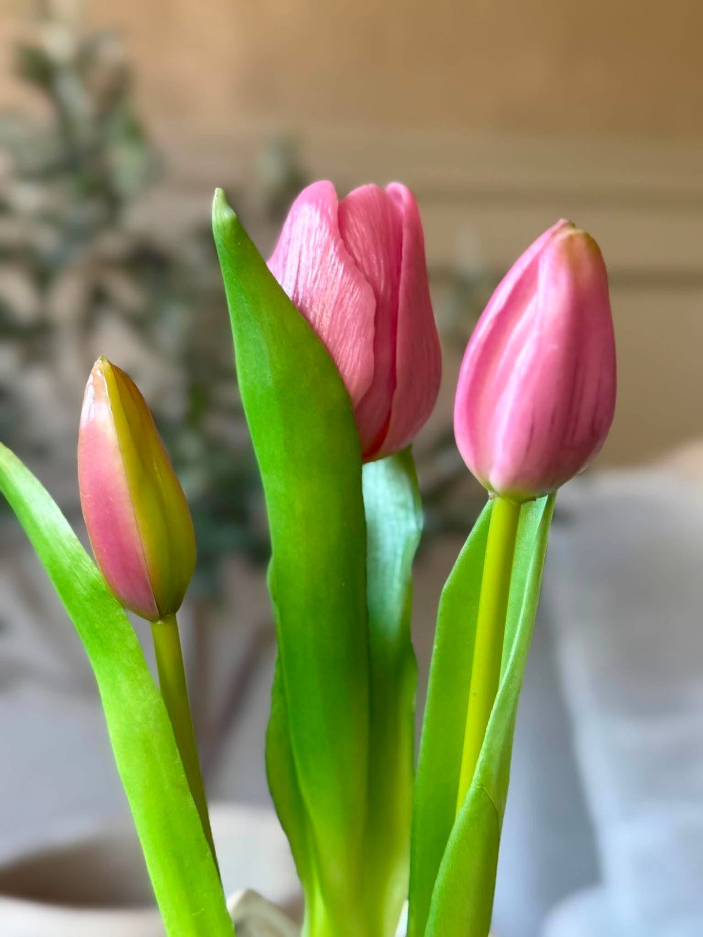 Tulpe im Topf - Rosa mit 3 Blüten