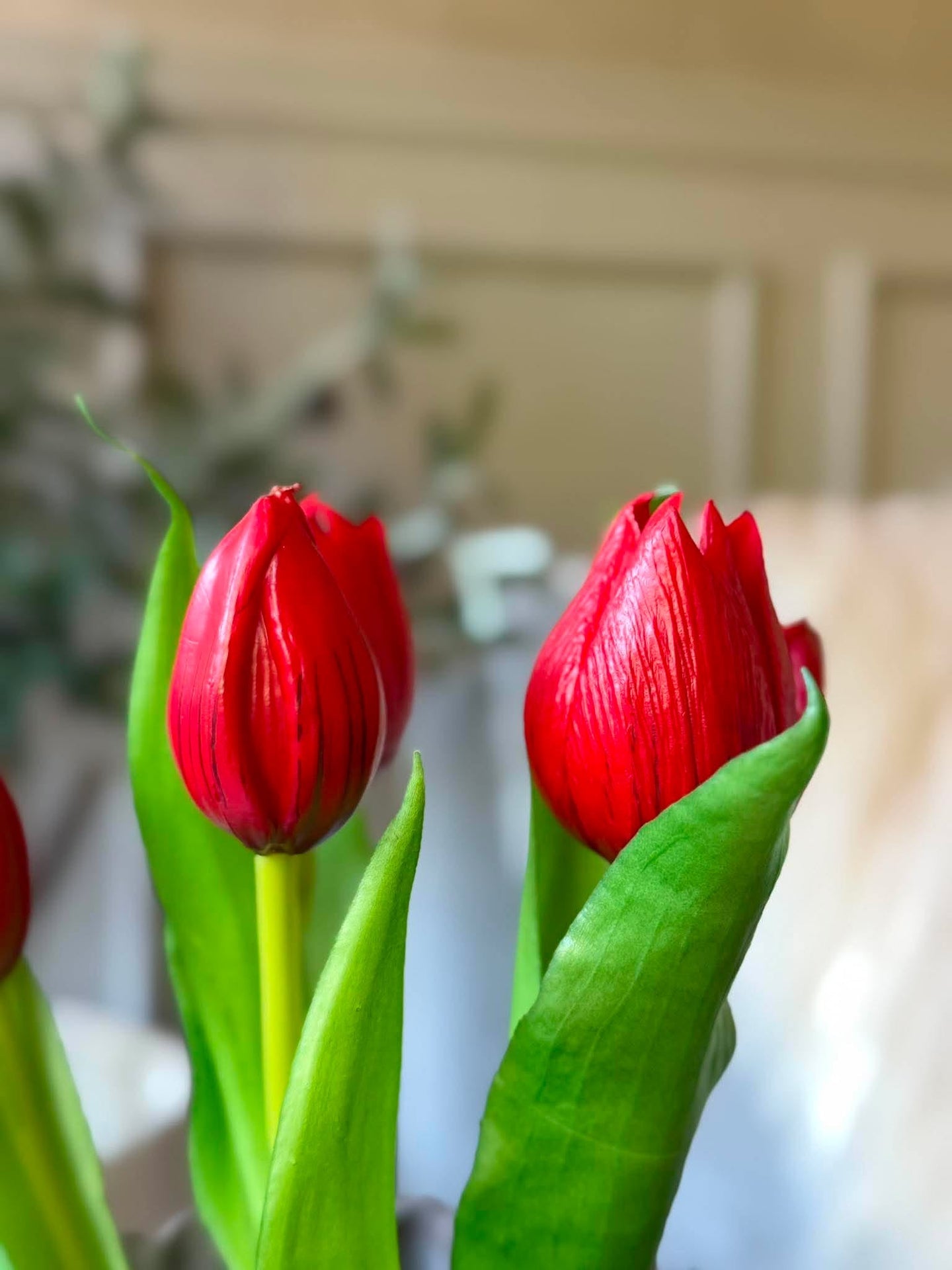 Tulpe im Topf - Rot mit 5 Blüten