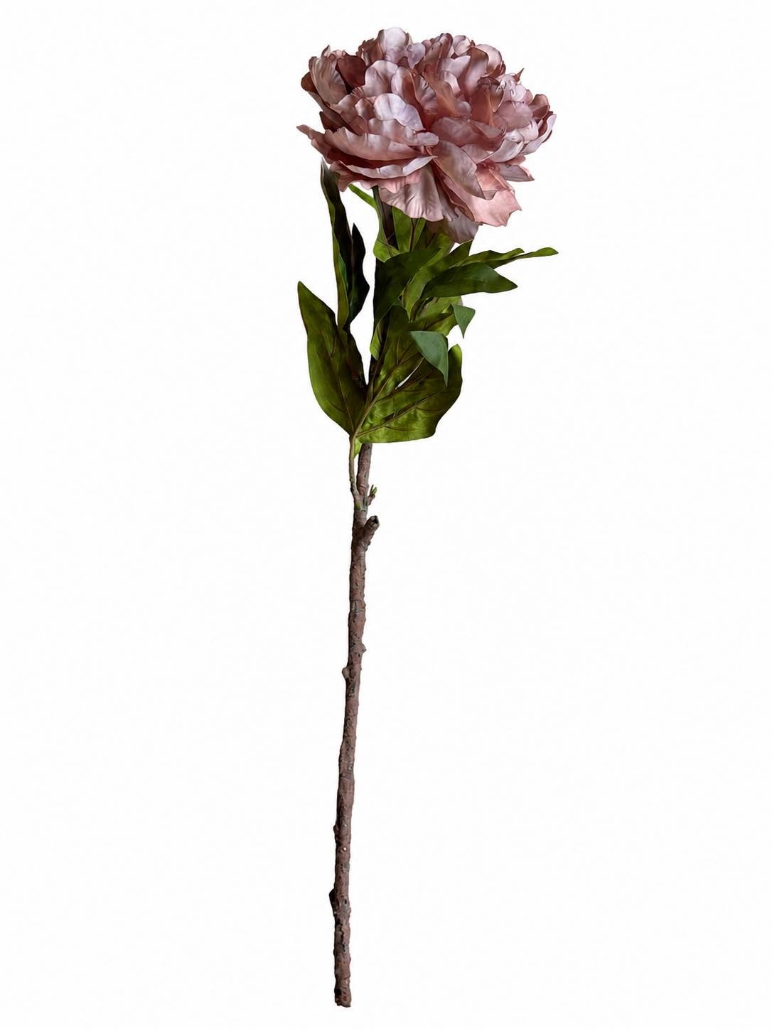 Pfingstrose - Dusty Rose