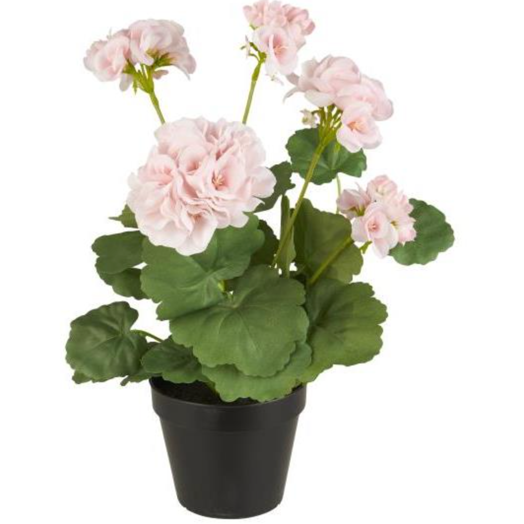Blume Pelargonie