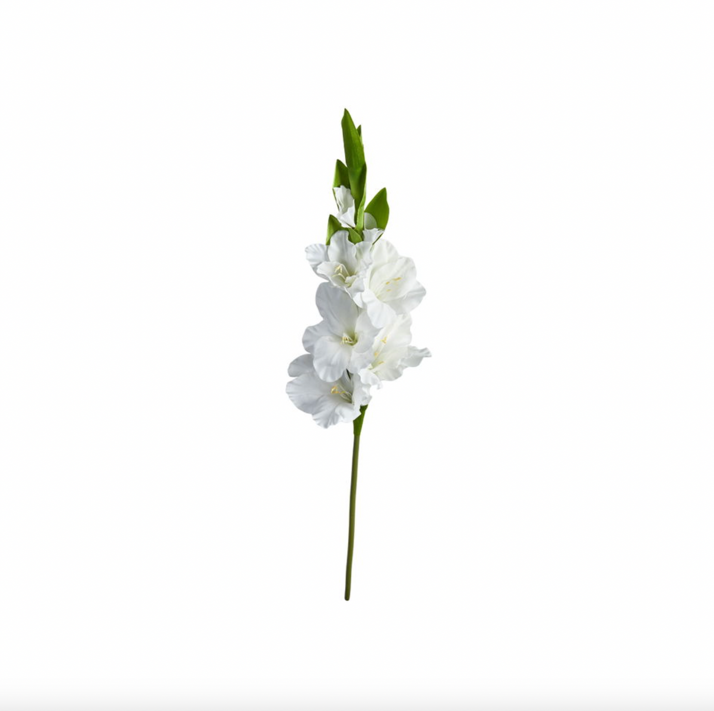 Gladiolusstiel