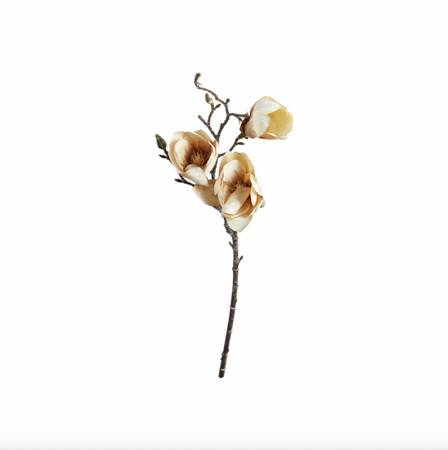 Magnolienstängel