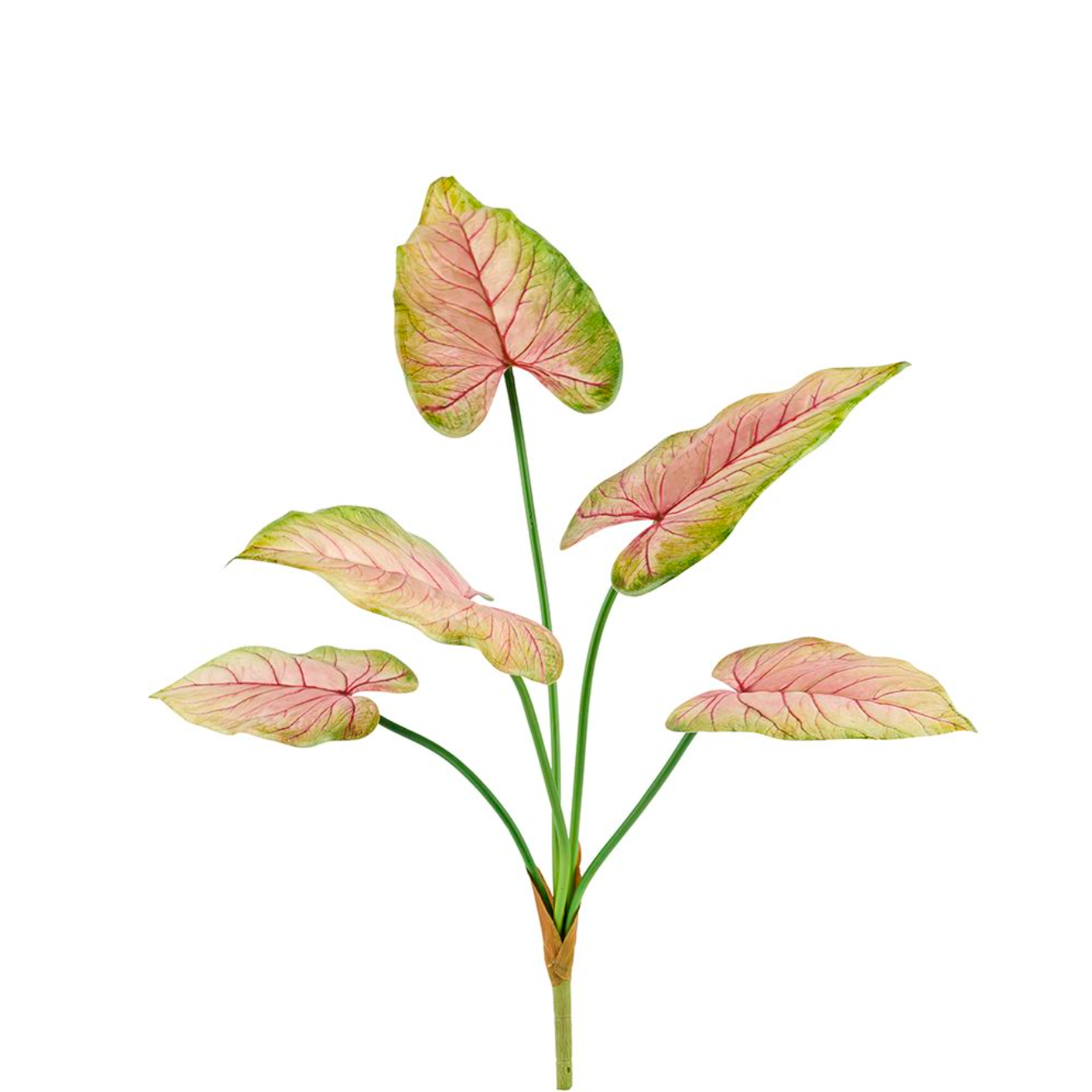 Caladium-Pflanze 66 cm Rosa