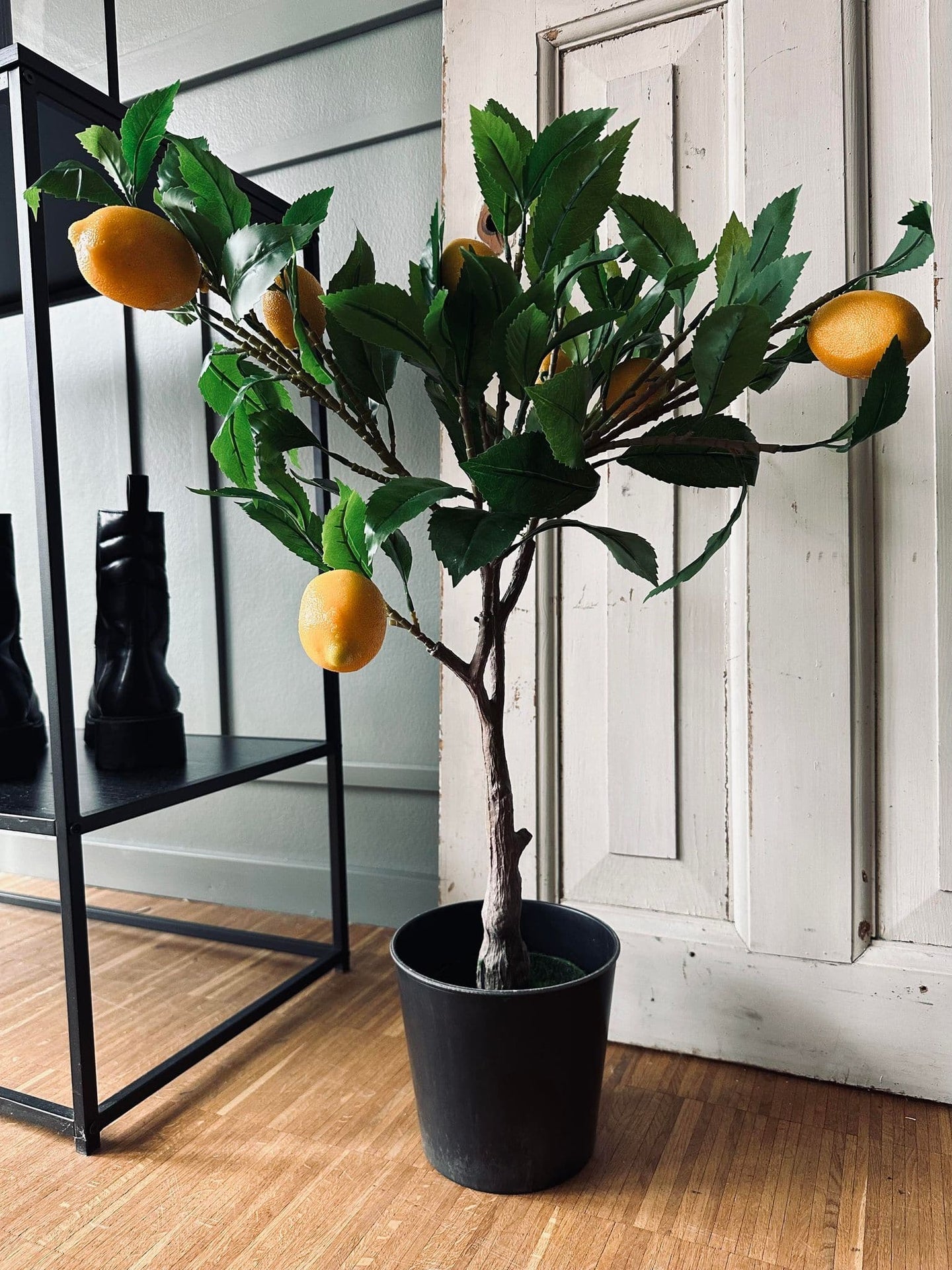 Citrustræ 70cm - VIAMAJA.DK