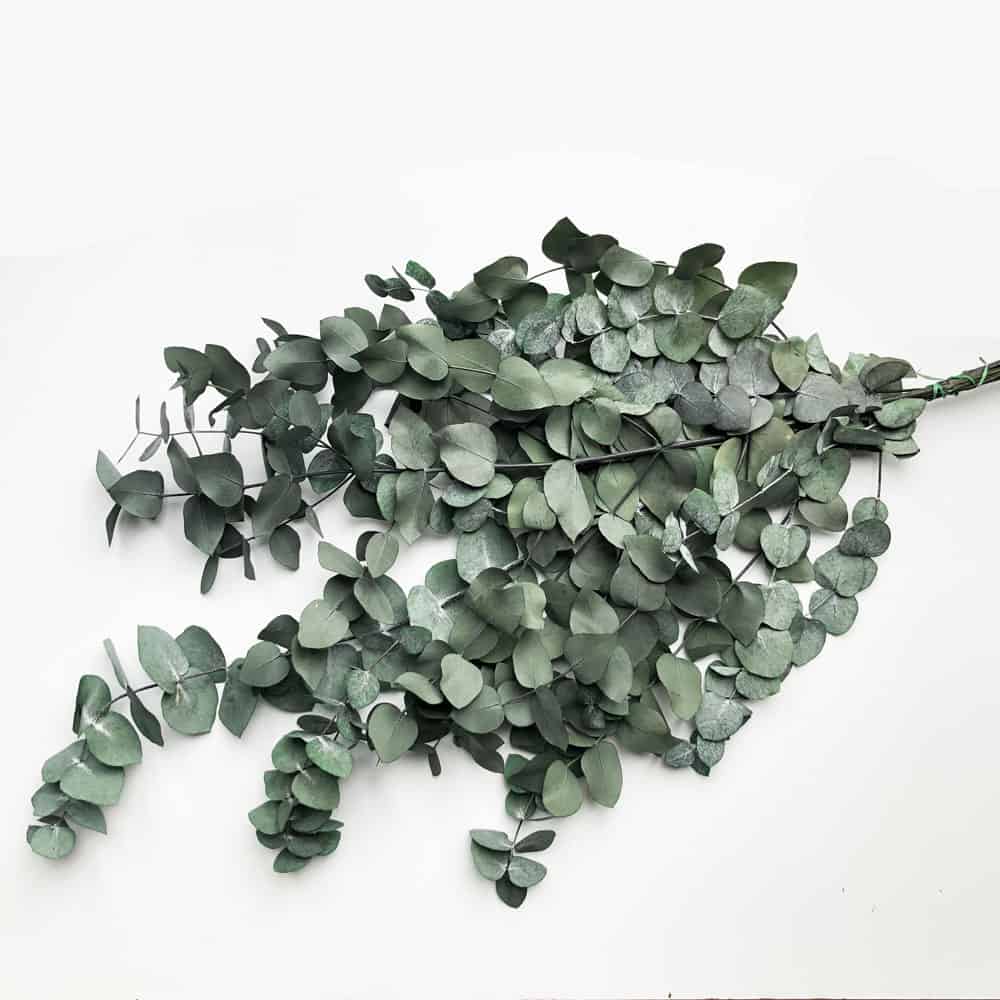 Evighedsbuket - Eucalyptus cynera - VIAMAJA
