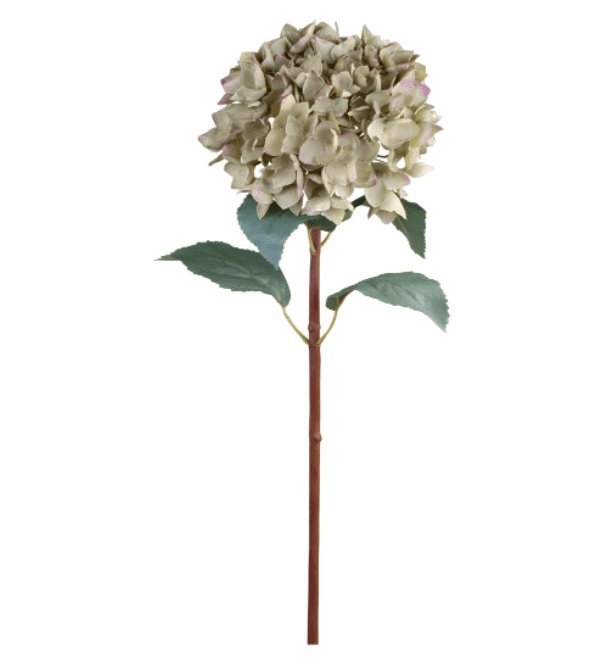 Hortensia m. blade H80cm - VIAMAJA