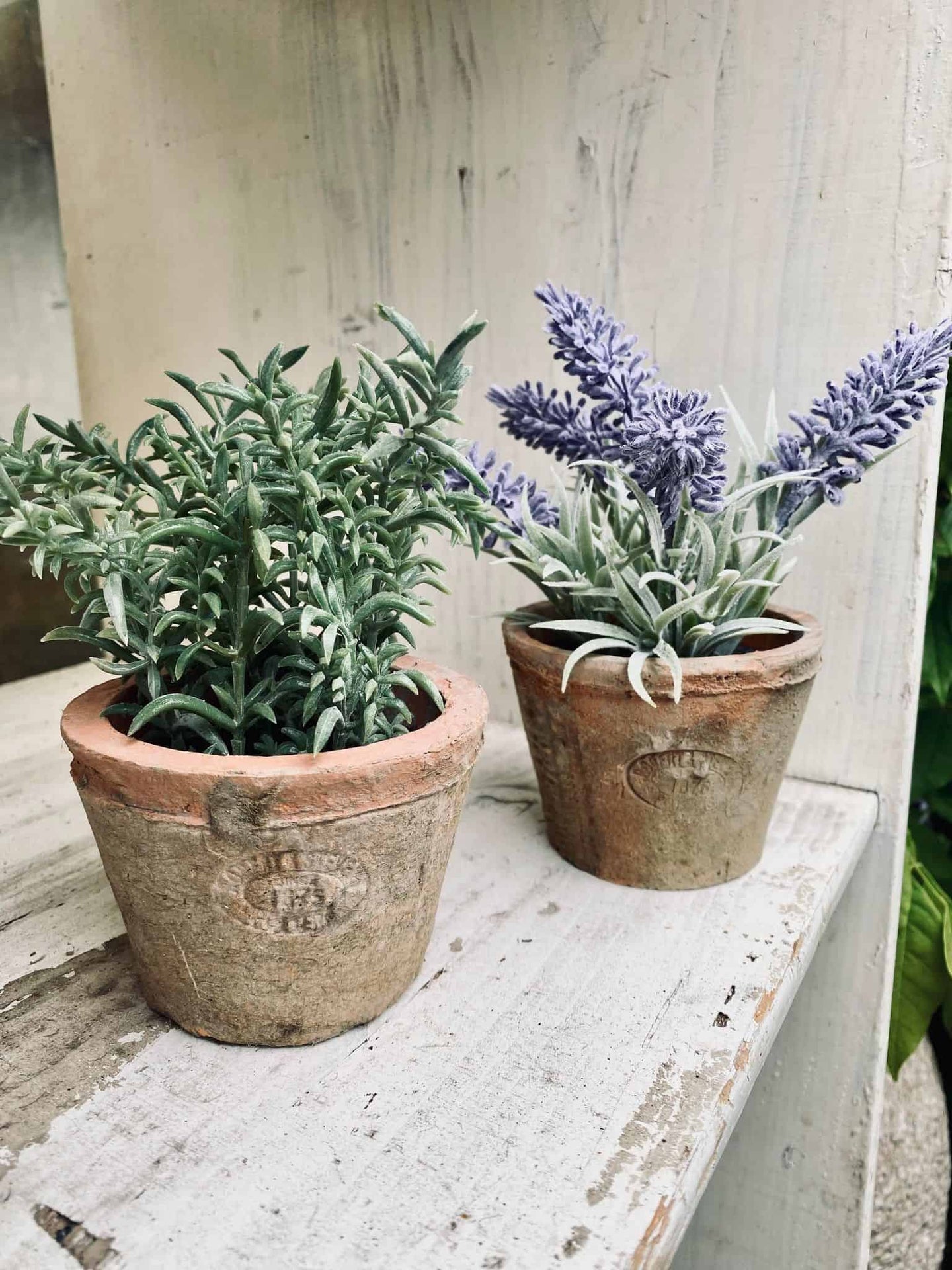 Thyme i potte - VIAMAJA.DK
