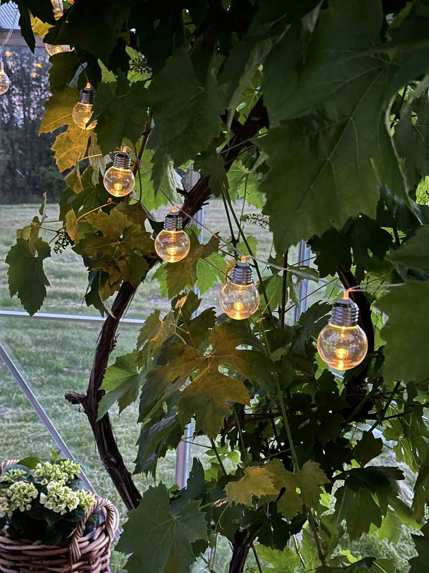 Lichterkette Laura mit Solarzellen - Außenbereich mit 10 und 20 Lichtern