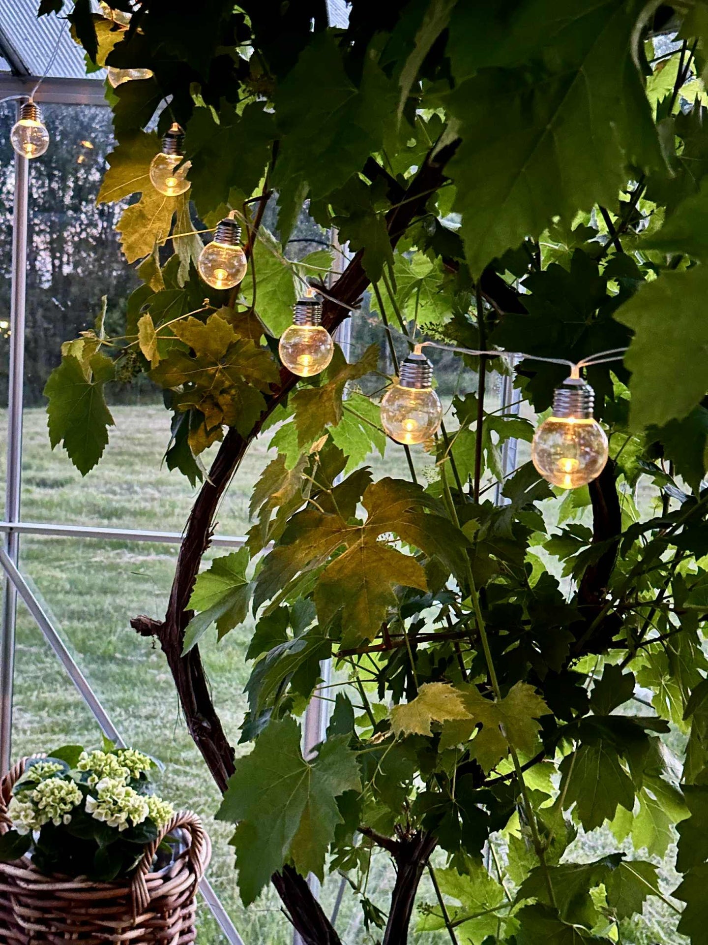 Lichterkette Laura mit Solarzellen - Außenbereich mit 10 und 20 Lichtern