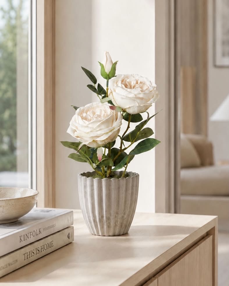Rose im Topf - Weiß