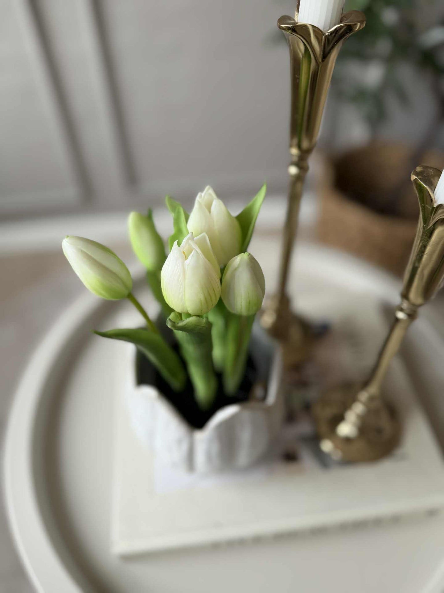 Tulpe im Topf - Weiß