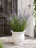 Lavendel im Strauß für drinnen und draußen - 70 cm