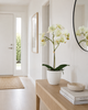 Orchidee im Topf - Lime 50cm
