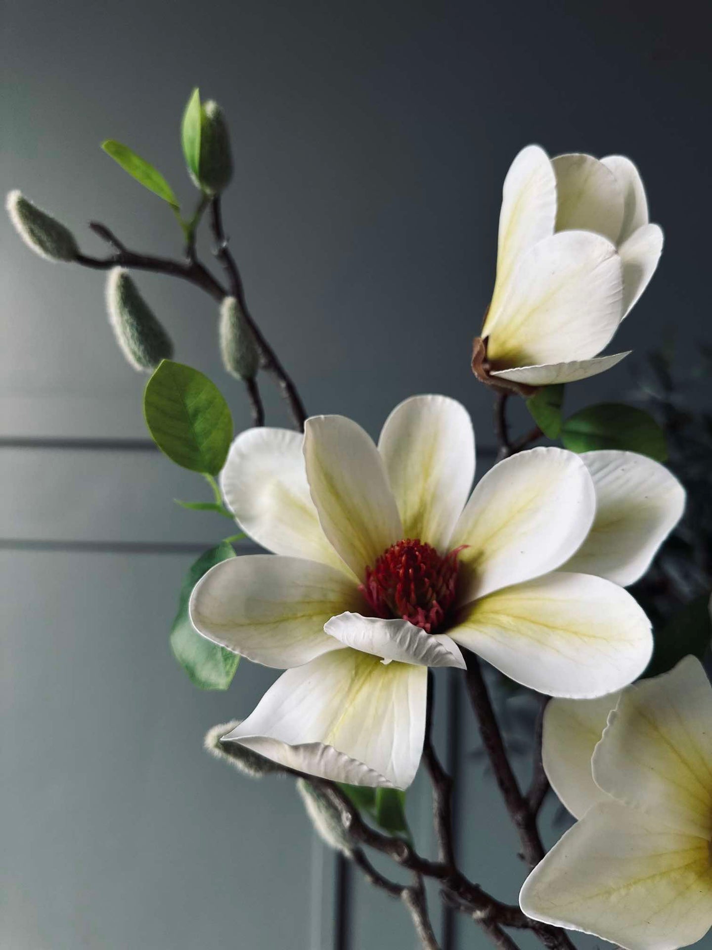 Blume Magnolia - Weiß