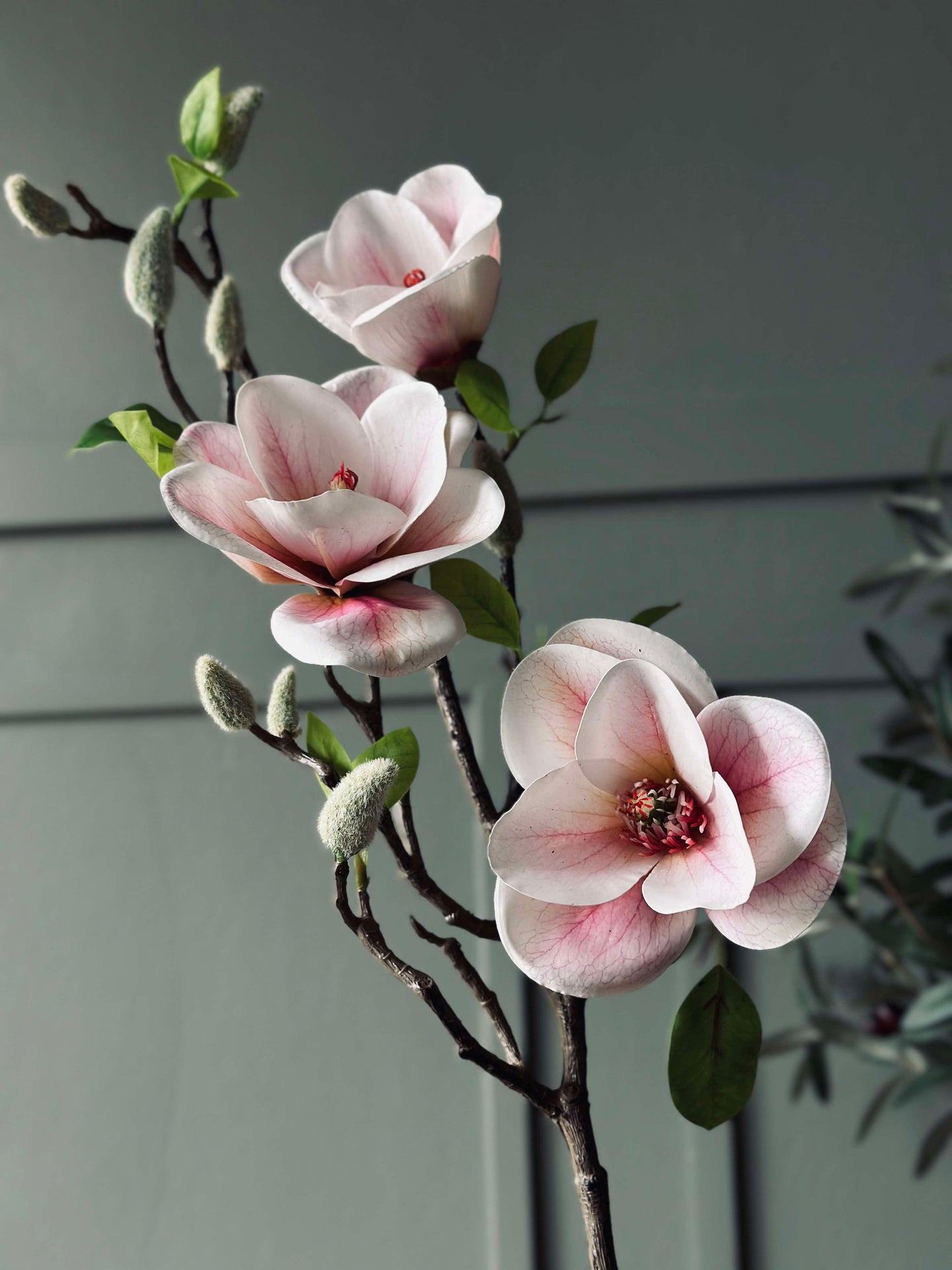 Magnolie - Rosa