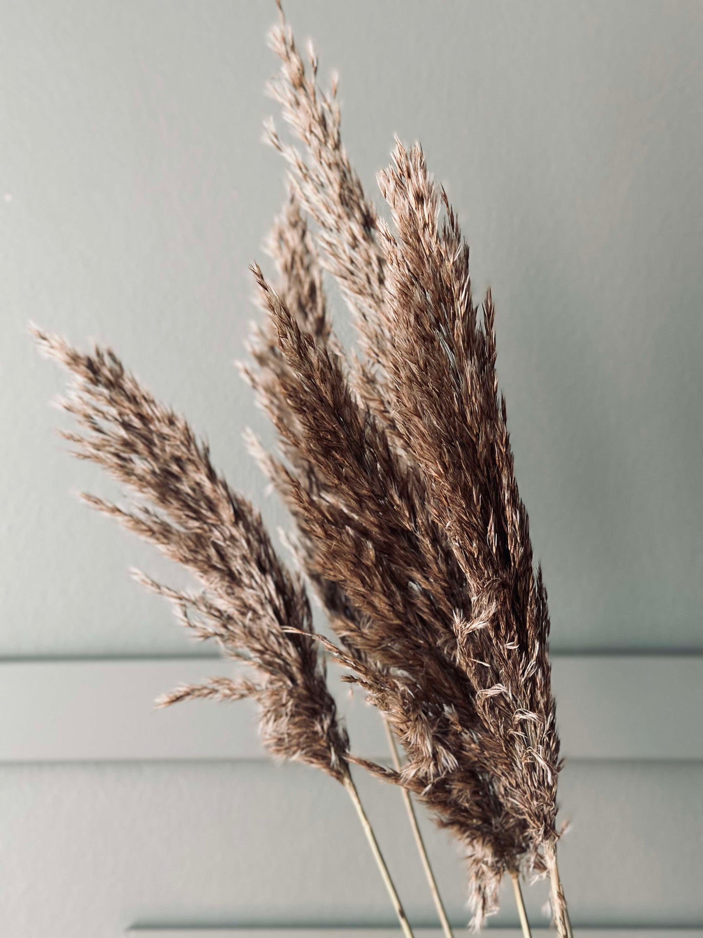 Pampas 5 Stück