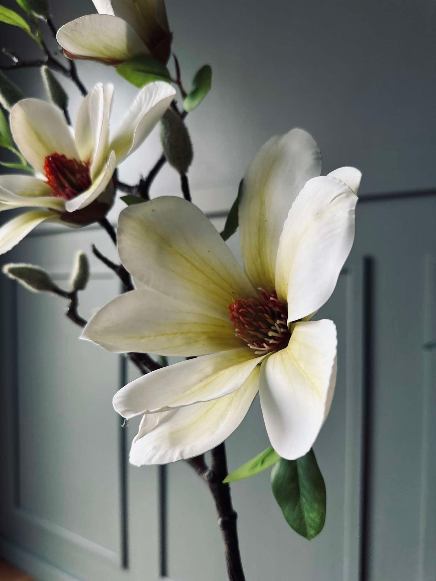 Blume Magnolia - Weiß