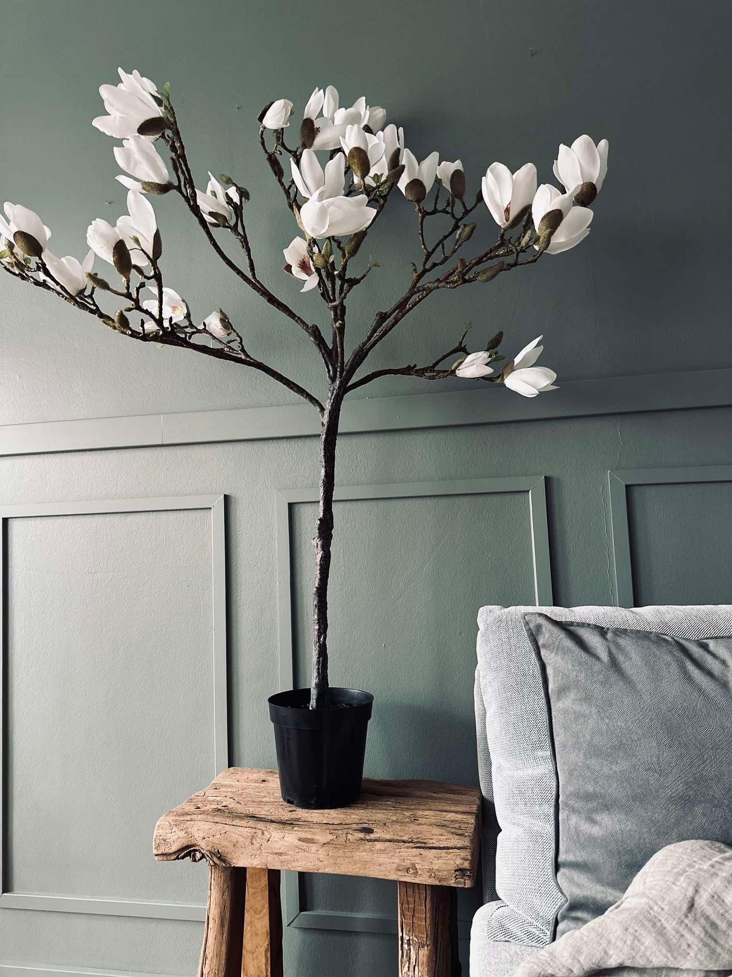 Magnolienbaum im Topf - 120 cm Weiß