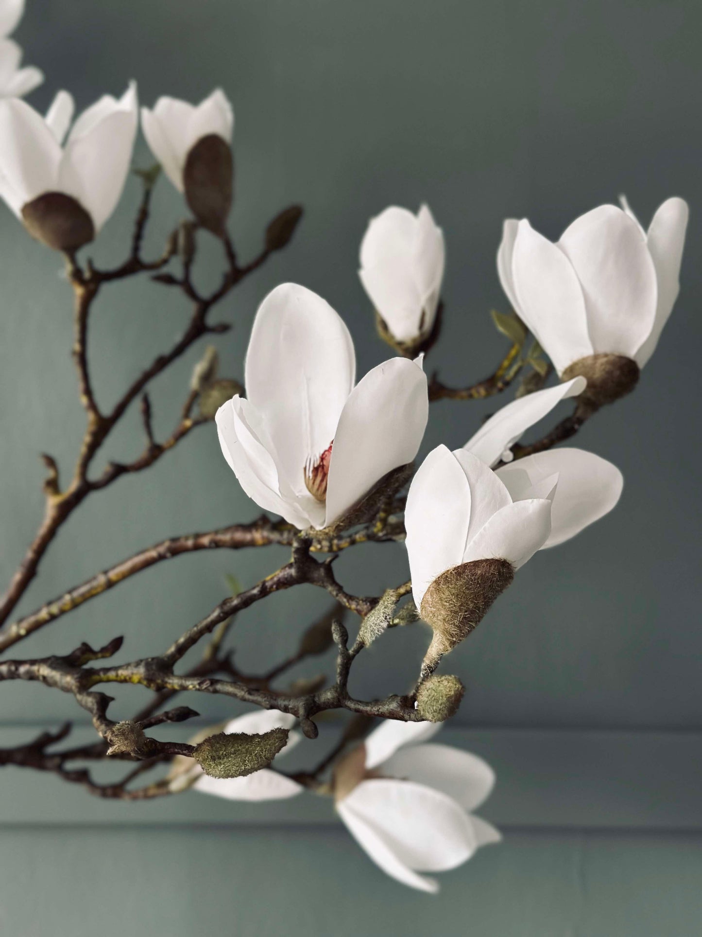 Magnolienbaum im Topf - 120 cm Weiß