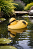 Schwimmende Ente für Gartendekoration