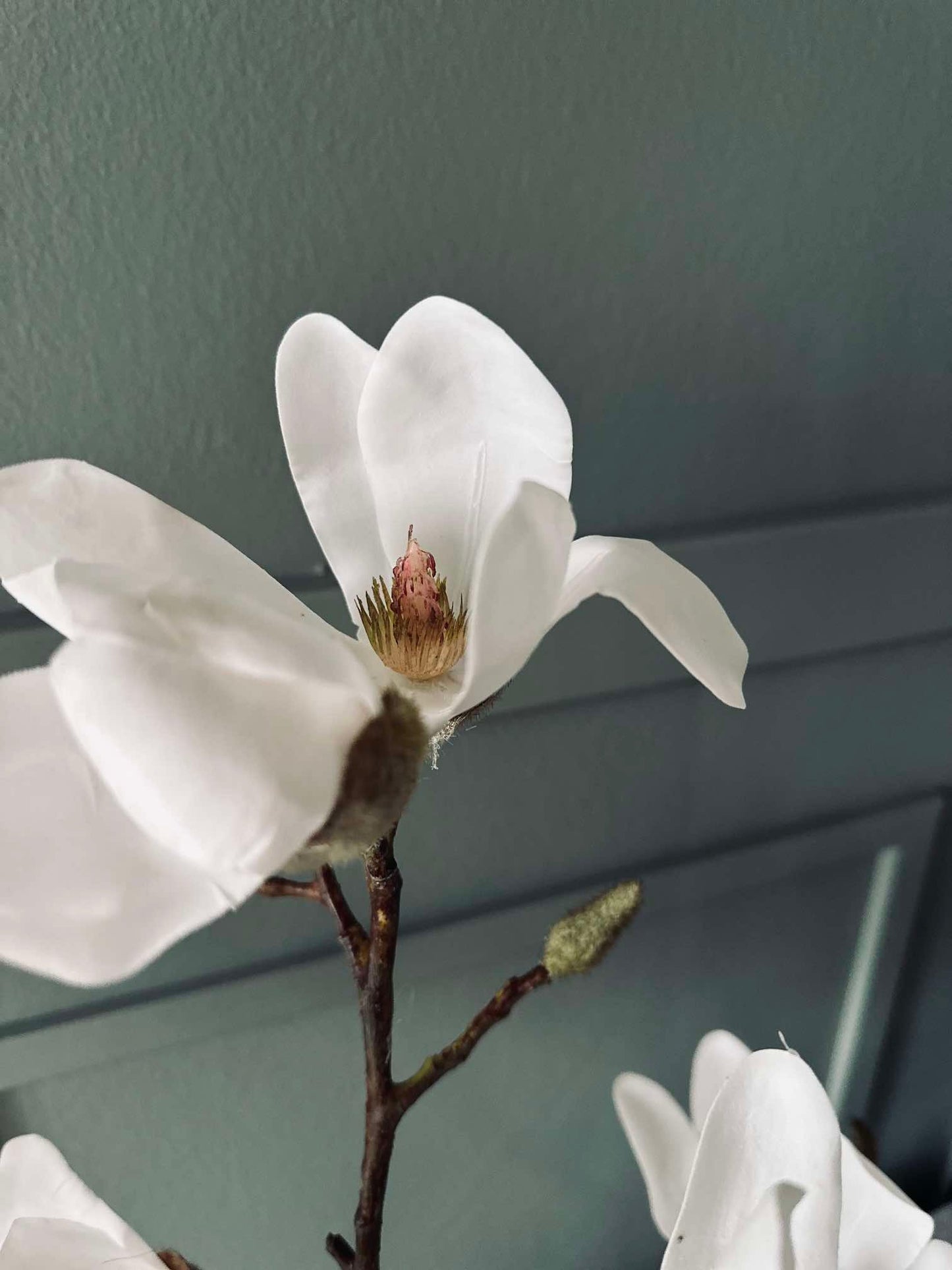 Magnolienbaum im Topf - 70 cm Weiß