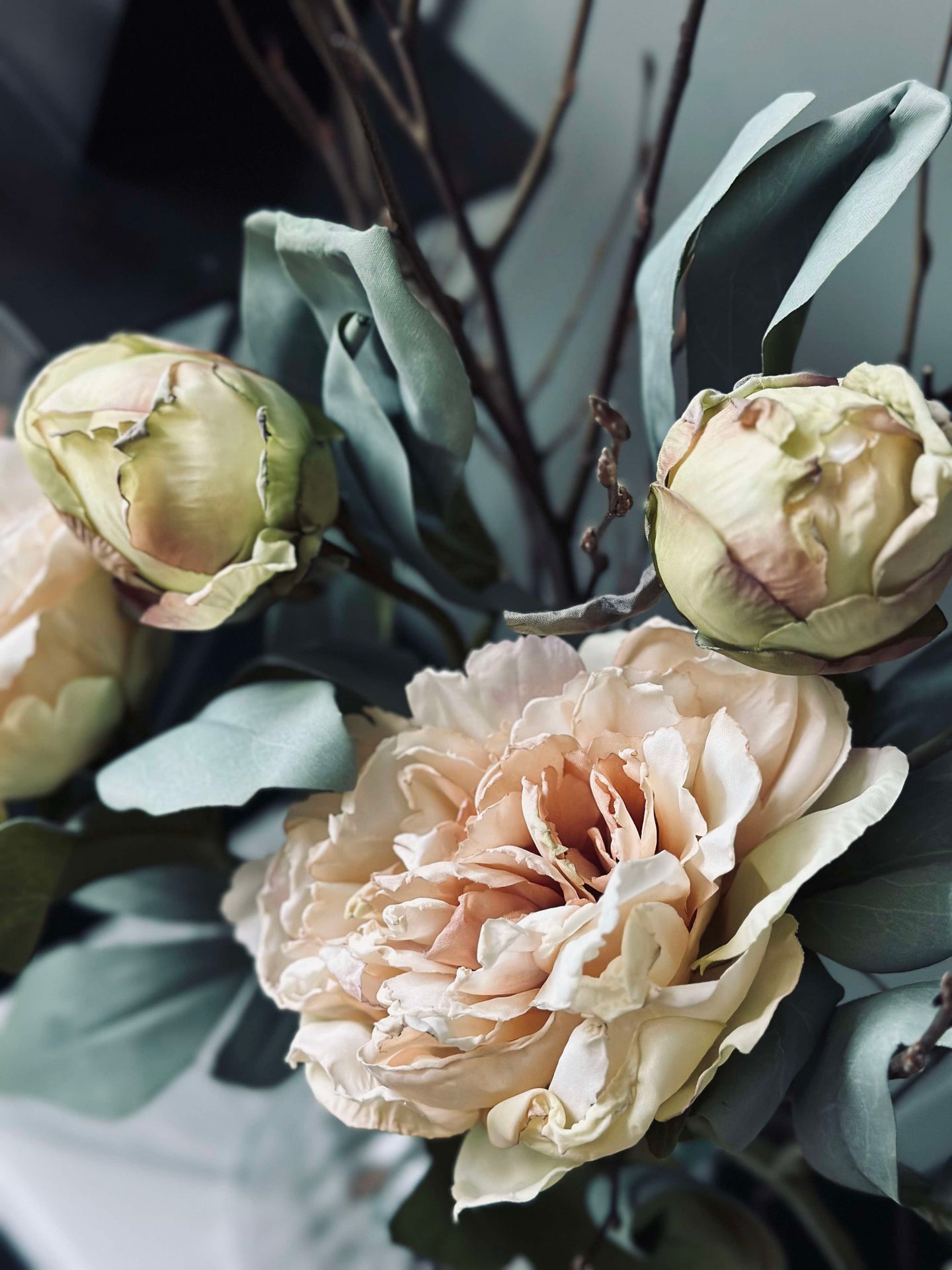 Blume Pfingstrose Creme