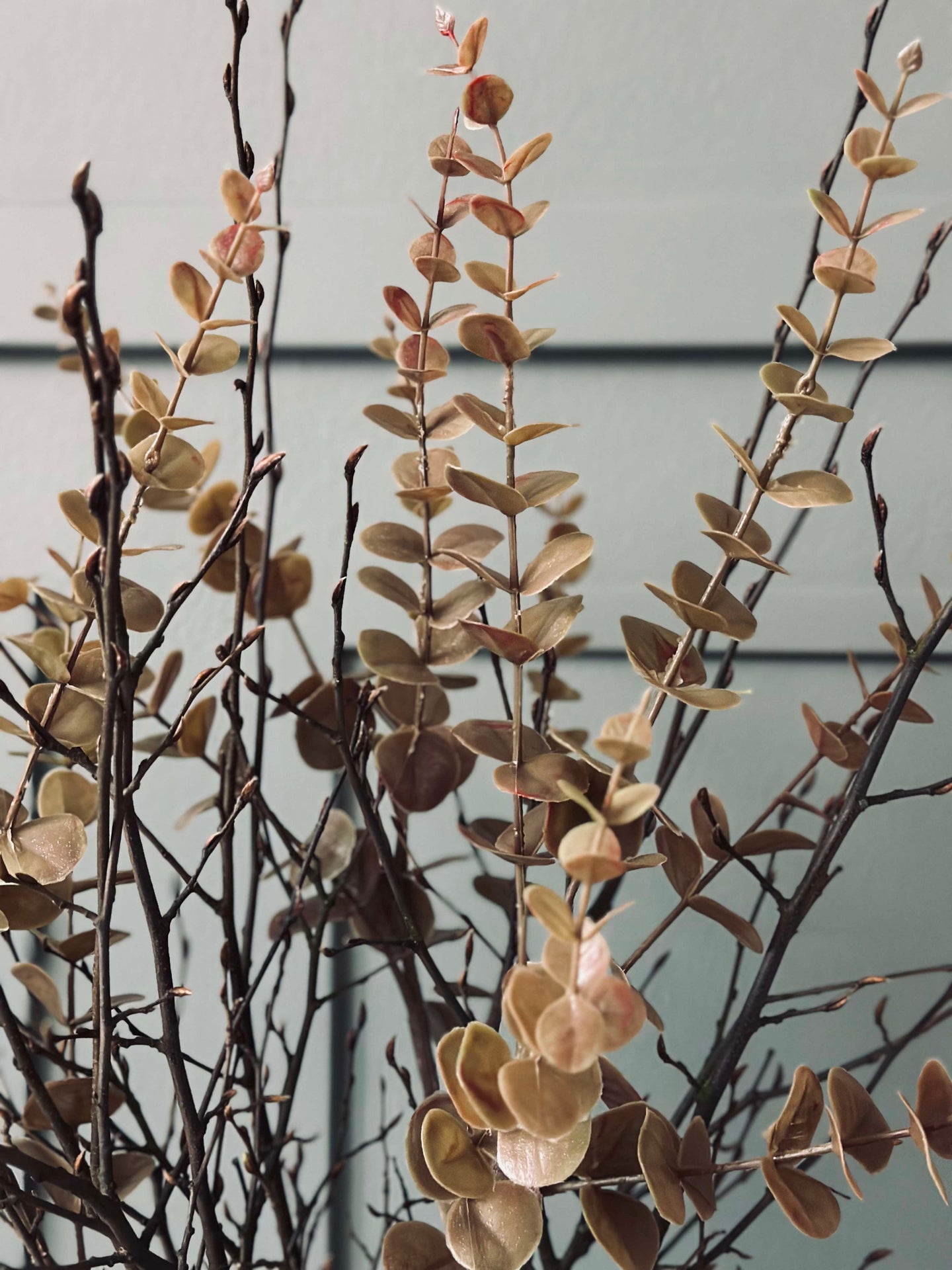 Blumen Eukalyptus – Golden