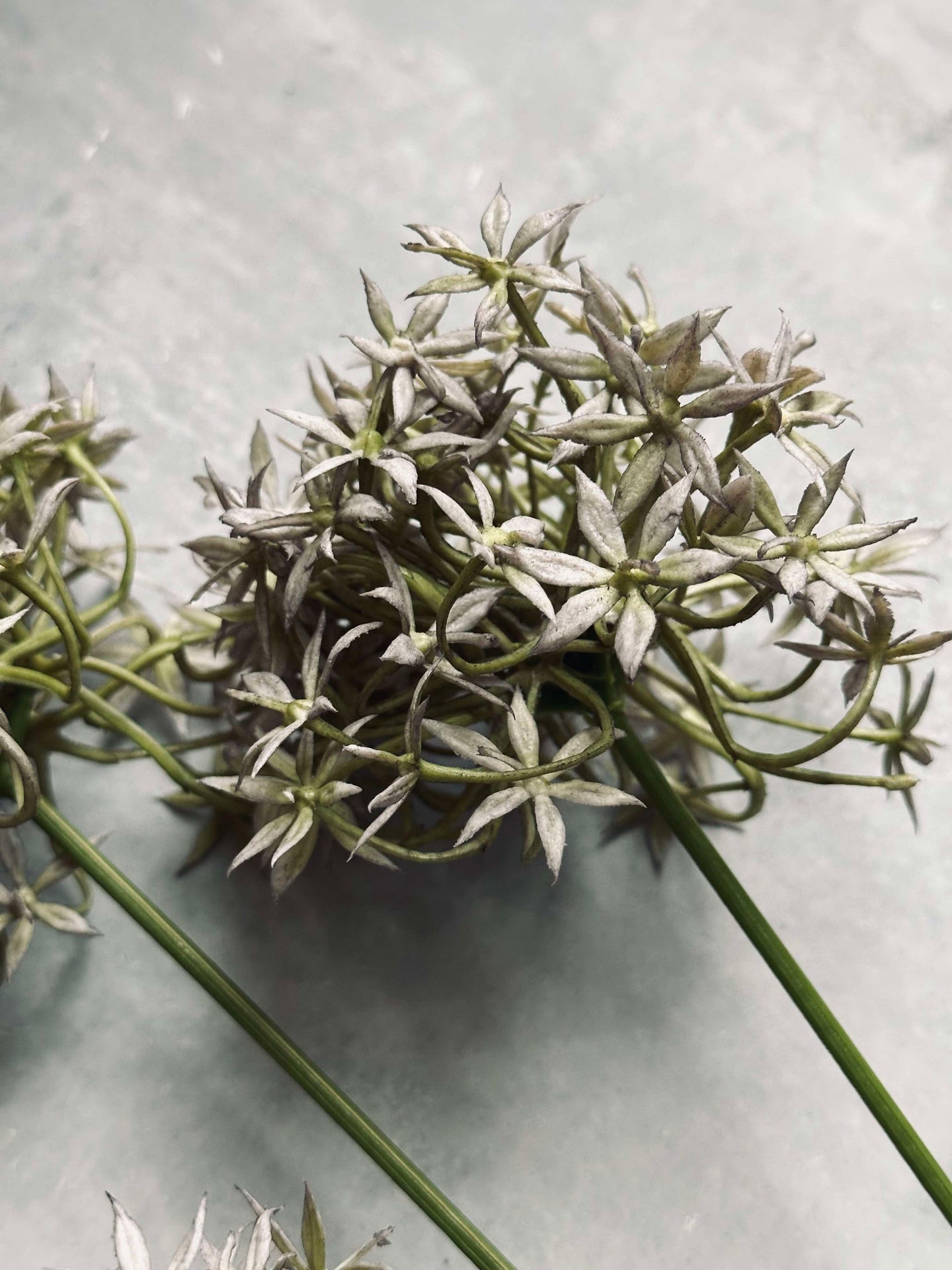 Allium-Blume