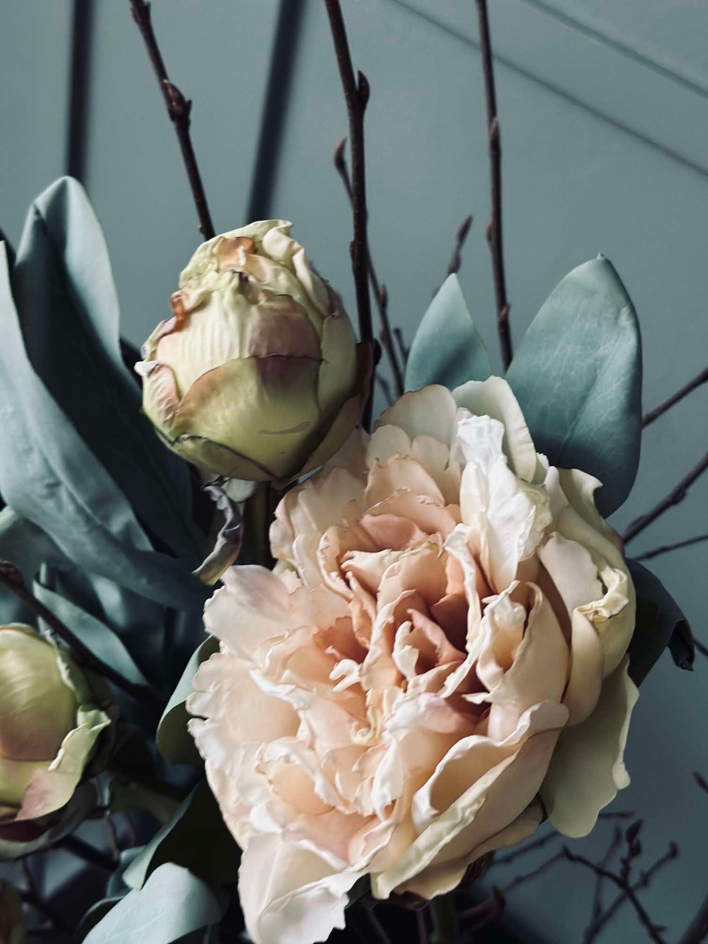 Blume Pfingstrose Creme