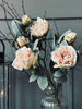 Blume Pfingstrose Creme