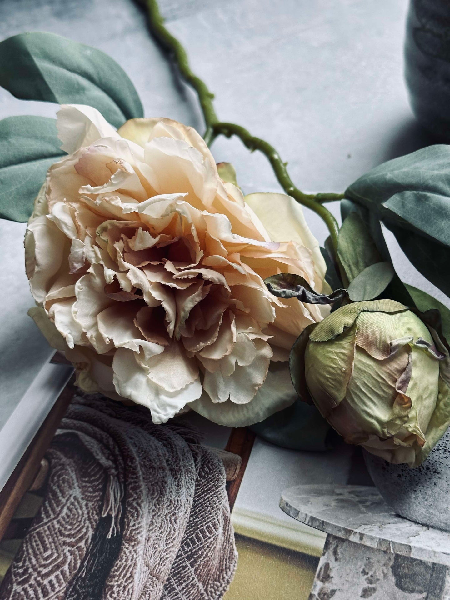 Blume Pfingstrose Creme