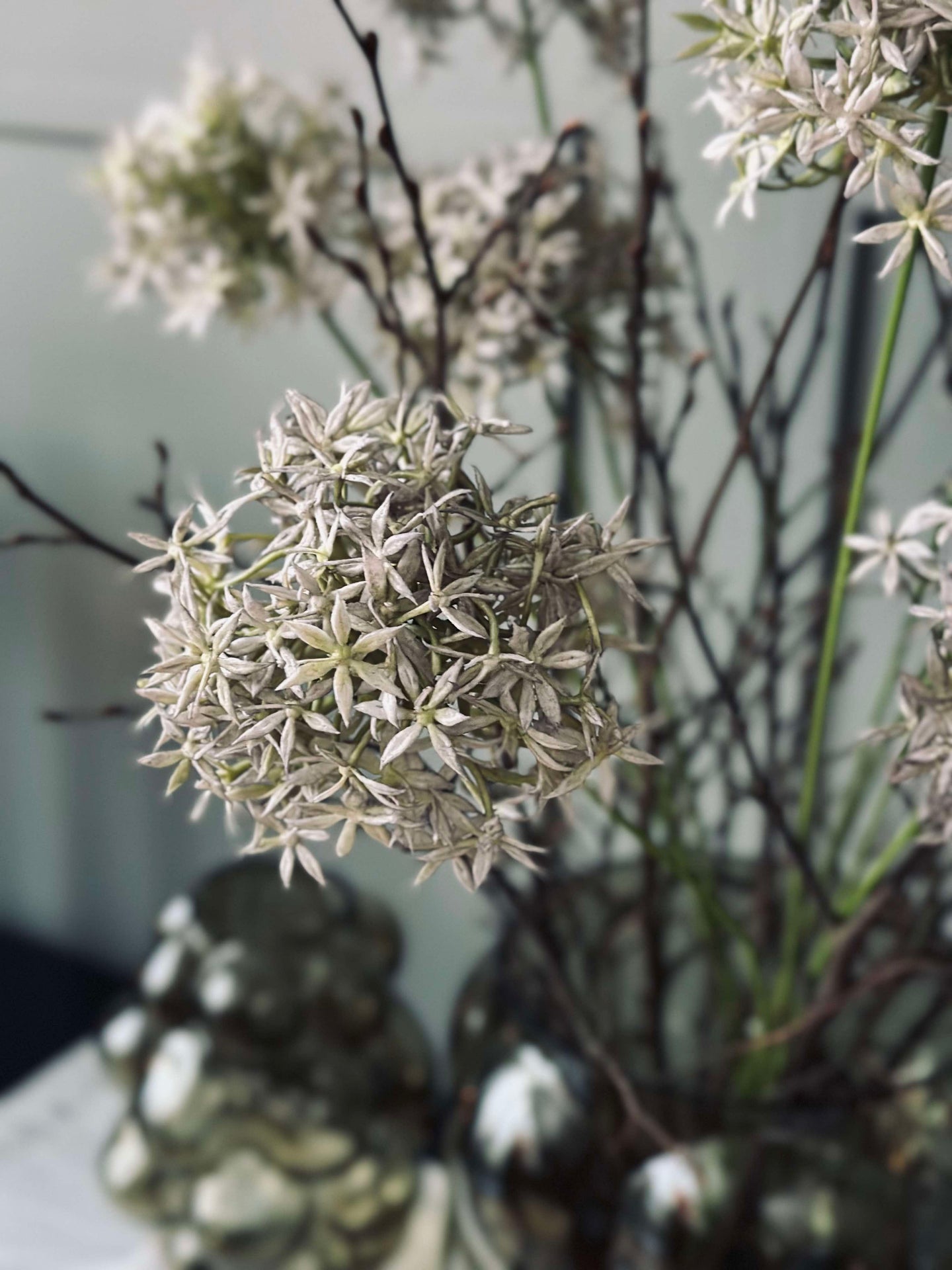 Allium-Blume