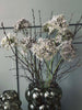 Allium-Blume