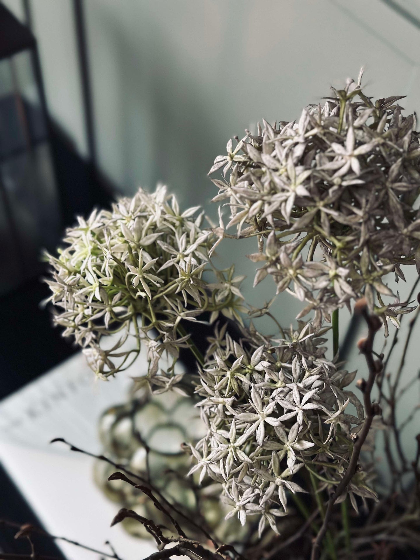 Allium-Blume