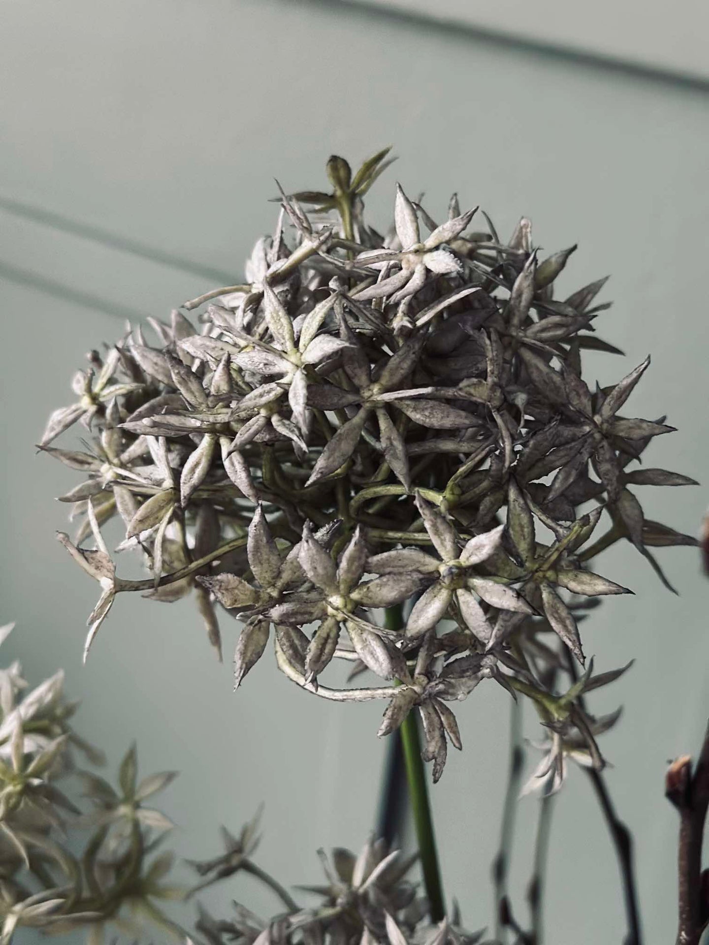 Allium-Blume