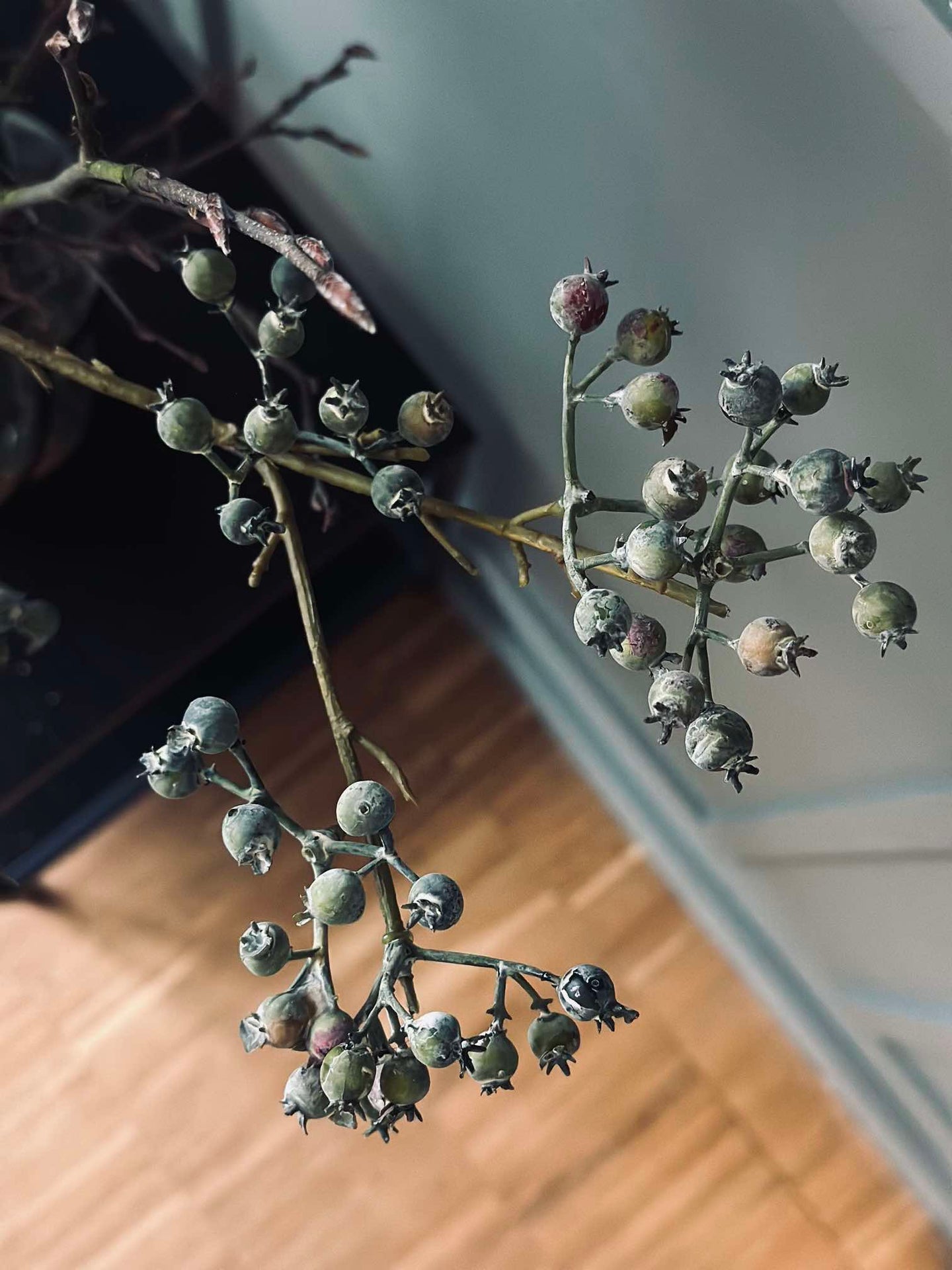 Blume Mariebær